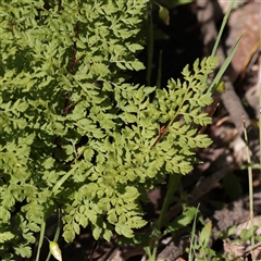 Cheilanthes austrotenuifolia at Bethungra, NSW - 7 Oct 2025 by ConBoekel
