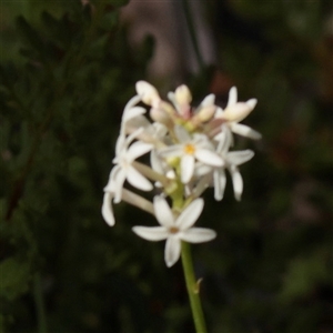 Unverified Other Wildflower or Herb at Bethungra, NSW - 7 Oct 2025 by ConBoekel