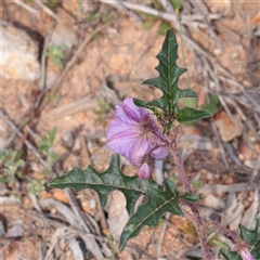 Unverified Other Wildflower or Herb at Bethungra, NSW - 7 Oct 2025 by ConBoekel