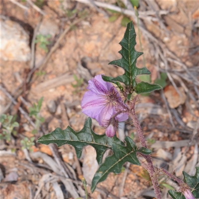 Unverified Other Wildflower or Herb at Bethungra, NSW - 7 Oct 2025 by ConBoekel