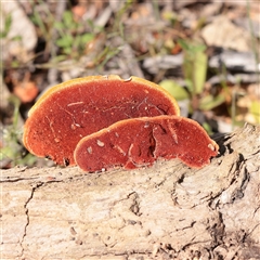 Trametes coccinea (Scarlet Bracket) at Bethungra, NSW - 7 Oct 2025 by ConBoekel