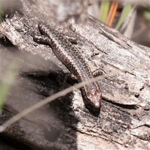 Unverified Skink at Bethungra, NSW - 7 Oct 2025 by ConBoekel