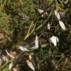 Unverified Other Wildflower or Herb at Bethungra, NSW - 7 Oct 2025 by ConBoekel