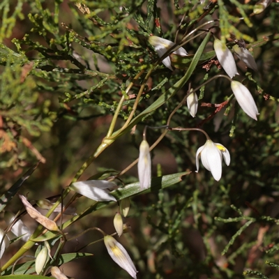 Unverified Other Wildflower or Herb at Bethungra, NSW - 7 Oct 2025 by ConBoekel