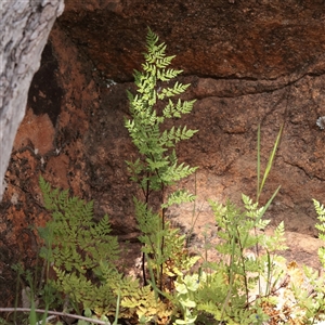 Cheilanthes austrotenuifolia at Bethungra, NSW - 7 Oct 2025 by ConBoekel