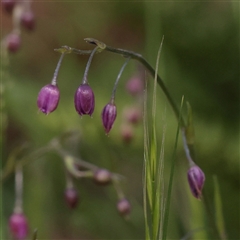 Unverified Other Wildflower or Herb at Bethungra, NSW - 7 Oct 2025 by ConBoekel