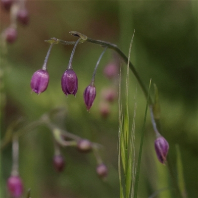 Unverified Other Wildflower or Herb at Bethungra, NSW - 7 Oct 2025 by ConBoekel
