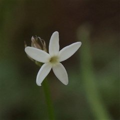 Unverified Other Wildflower or Herb at Bethungra, NSW - 7 Oct 2025 by ConBoekel