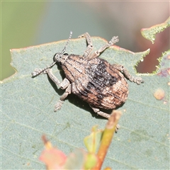 Gonipterus sp. (genus) (Eucalyptus Weevil) at Bethungra, NSW - 7 Oct 2025 by ConBoekel