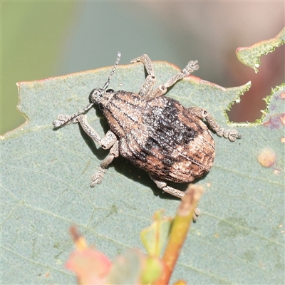 Gonipterus sp. (genus) (Eucalyptus Weevil) at Bethungra, NSW - 7 Oct 2025 by ConBoekel