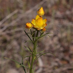 Unverified Other Wildflower or Herb at Bethungra, NSW - 7 Oct 2025 by ConBoekel