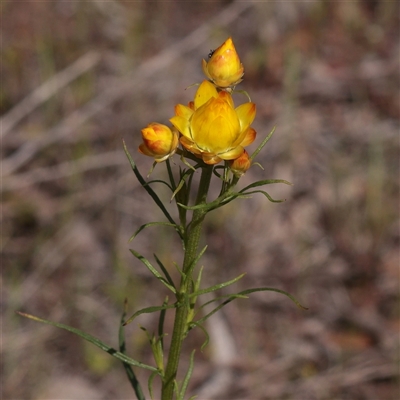 Unverified Other Wildflower or Herb at Bethungra, NSW - 7 Oct 2025 by ConBoekel