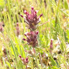 Unverified Other Wildflower or Herb at Bethungra, NSW - 7 Oct 2025 by ConBoekel
