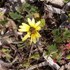 Unverified Other Wildflower or Herb at Bethungra, NSW - 7 Oct 2025 by ConBoekel