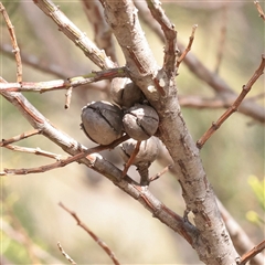 Unverified at suppressed - suppressed