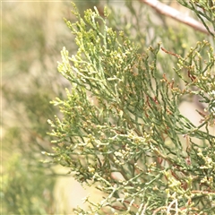 Unverified at suppressed - suppressed