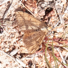 Scopula rubraria (Reddish Wave, Plantain Moth) at Bethungra, NSW - 7 Oct 2025 by ConBoekel