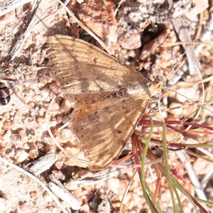 Scopula rubraria at Bethungra, NSW - 7 Oct 2025 by ConBoekel