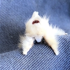 Trichiocercus sparshalli (Sparshall's Moth) at Kungala, NSW - 4 Nov 2025 by donnanchris