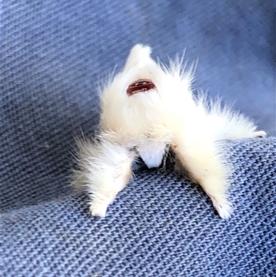 Trichiocercus sparshalli (Sparshall's Moth) at Kungala, NSW - 4 Nov 2025 by donnanchris