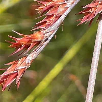 Leptocarpus tenax (Slender Twine-rush) at Tianjara, NSW - 2 Nov 2025 by JaneR