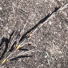 Lepidosperma urophorum (Tailed Rapier-sedge) at Tianjara, NSW - 2 Nov 2025 by JaneR