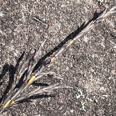 Lepidosperma urophorum (Tailed Rapier-sedge) at Tianjara, NSW - 2 Nov 2025 by JaneR