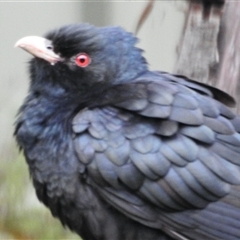 Eudynamys orientalis (Pacific Koel) at Aranda, ACT - 4 Nov 2025 by KMcCue