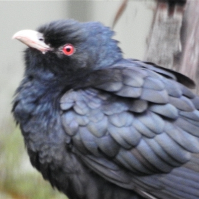 Eudynamys orientalis (Pacific Koel) at Aranda, ACT - 4 Nov 2025 by KMcCue