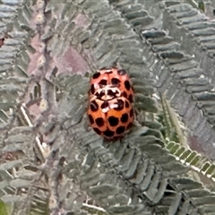 Harmonia conformis (Common Spotted Ladybird) at Aranda, ACT - 3 Nov 2025 by KMcCue
