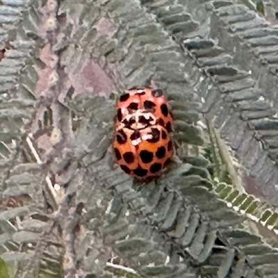 Harmonia conformis (Common Spotted Ladybird) at Aranda, ACT - 3 Nov 2025 by KMcCue