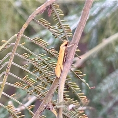 Philobota latifissella (A Concealer moth (Philobota group) at Aranda, ACT - 3 Nov 2025 by KMcCue