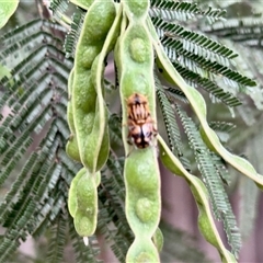 Eristalinus punctulatus (Golden Native Drone Fly) at Aranda, ACT - 3 Nov 2025 by KMcCue