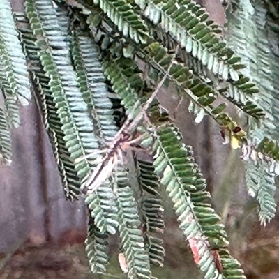 Unverified Spider at Aranda, ACT - 3 Nov 2025 by KMcCue