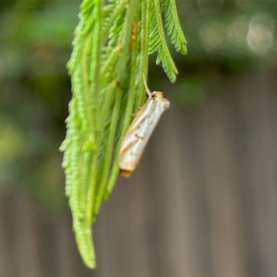 Philobota cretacea (A concealer moth) at Aranda, ACT - 3 Nov 2025 by KMcCue