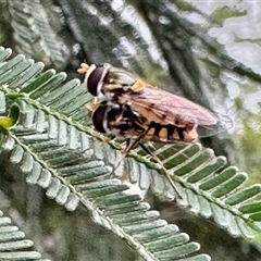 Unverified Hover fly (Syrphidae) at Aranda, ACT - 3 Nov 2025 by KMcCue