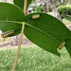 Gonipterini sp. (tribe) (A weevil) at Aranda, ACT - 3 Nov 2025 by KMcCue