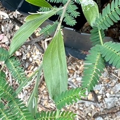 Acacia melanoxylon (Blackwood) at Aranda, ACT - 3 Nov 2025 by KMcCue