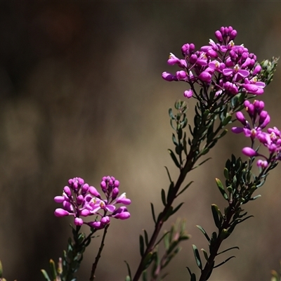 Comesperma ericinum at  - suppressed by inquisitive