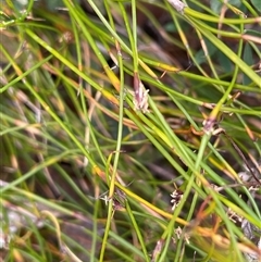 Empodisma minus (Spreading Rope-rush) at Tianjara, NSW - 2 Nov 2025 by JaneR