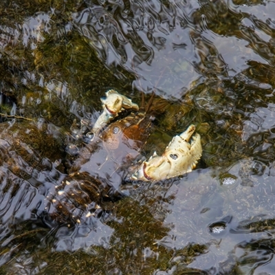 Euastacus armatus at Uriarra Village, ACT - 4 Nov 2025 by TCosta