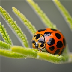 Harmonia conformis (Common Spotted Ladybird) at Yarralumla, ACT - 30 Oct 2025 by Debbie05
