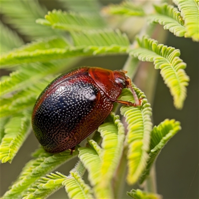 Dicranosterna immaculata (Acacia leaf beetle) at Yarralumla, ACT - 30 Oct 2025 by Debbie05