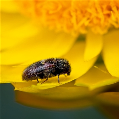 Eurhopalus sp. (genus) (Dermestid beetle) at Yarralumla, ACT - 30 Oct 2025 by Debbie05