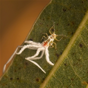 Protyora sterculiae at Yarralumla, ACT - 30 Oct 2025 by Debbie05