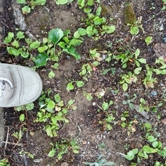Pyrus calleryana (Callery Pear) at Watson, ACT - 4 Nov 2025 by MPW