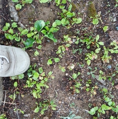 Pyrus calleryana (Callery Pear) at Watson, ACT - 4 Nov 2025 by MPW
