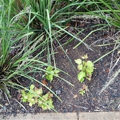 Pyrus calleryana at Watson, ACT - 4 Nov 2025 04:16 PM