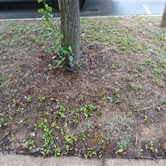 Pyrus calleryana at Watson, ACT - 4 Nov 2025 04:16 PM