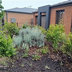 Pyrus calleryana at Watson, ACT - 4 Nov 2025 04:16 PM
